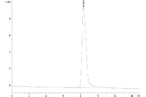 Size-exclusion chromatography-High Pressure Liquid Chromatography (SEC-HPLC) image for Trophoblast Glycoprotein (TPBG) (AA 32-355) protein (His-Avi Tag,Biotin) (ABIN7273785)