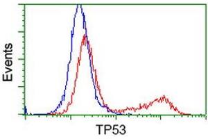 Flow Cytometry (FACS) image for anti-Tumor Protein P53 (TP53) antibody (ABIN1499975) (p53 抗体)