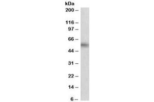 Western blot testing of human hippocampus lysate with MAOB antibody at 0. (Monoamine Oxidase B 抗体)