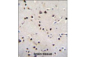 LRRC46 Antibody immunohistochemistry analysis in formalin fixed and paraffin embedded human brain tissue followed by peroxidase conjugation of the secondary antibody and DAB staining. (LRRC46 抗体  (N-Term))