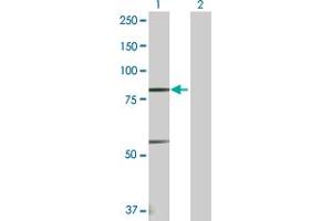 Western Blot analysis of PRDM1 expression in transfected 293T cell line by PRDM1 MaxPab polyclonal antibody. (PRDM1 抗体  (AA 1-789))