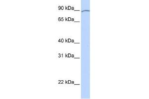 KIAA0317 antibody used at 1 ug/ml to detect target protein. (AREL1 抗体  (Middle Region))