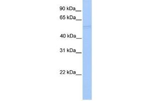 RUVBL1 antibody used at 1 ug/ml to detect target protein. (RUVBL1 抗体)