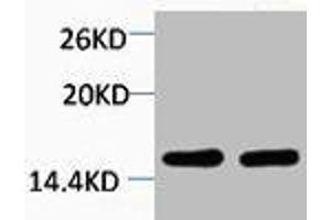 Western blot analysis of 1) Hela, 2) 3T3, diluted at 1:2000. (HIST1H4A 抗体  (2meLys59))