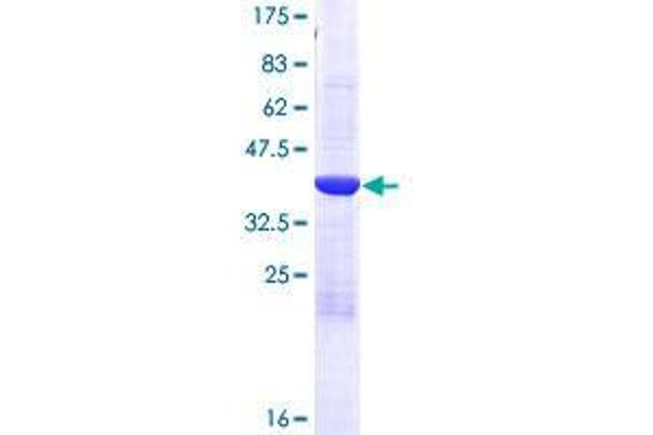 RBP7 Protein (AA 1-134) (GST tag)