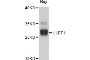 Western blot analysis of extracts of Raji cells, using ULBP1 antibody (ABIN4905556) at 1:1000 dilution. (ULBP1 抗体)