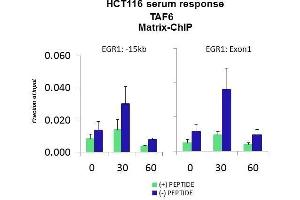 Quiescent human colon carcinoma HCT116 cultures were treated with 10% FBS for three time points (0, 15, 30min) or (0, 30, 60min) were used in Matrix-ChIP and real-time PCR assays at EGR1 gene (Exon1) and 15kb upstream site. (TAF6 抗体  (C-Term))