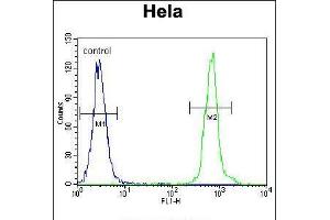 Flow cytometric analysis of Hela cells (right histogram) compared to a negative control cell (left histogram). (ZNF384 抗体  (C-Term))