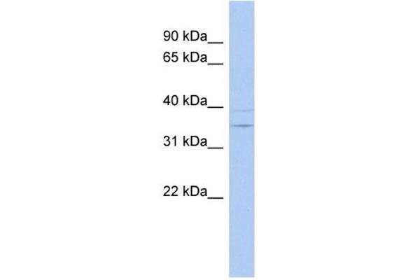 ASPDH 抗体  (N-Term)