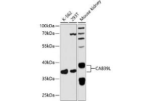 Western blot analysis of extracts of various cell lines, using CL antibody  at 1:3000 dilution. (CAB39L 抗体  (AA 1-337))