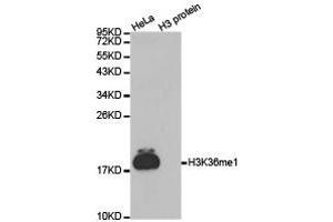 Western Blotting (WB) image for anti-Histone 3 (H3) (H3K36me) antibody (ABIN1873003) (Histone 3 抗体  (H3K36me))