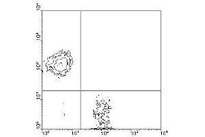 Image no. 1 for anti-CD3 epsilon (CD3E) antibody (FITC) (ABIN135087) (CD3 epsilon 抗体  (FITC))