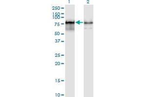 Western Blot analysis of PWP1 expression in transfected 293T cell line by PWP1 monoclonal antibody (M01), clone 3A11. (PWP1 抗体  (AA 1-501))