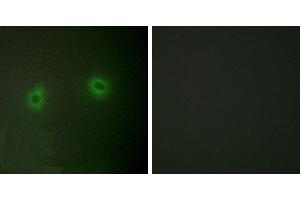 Peptide - +Immunofluorescence analysis of HeLa cells, using Caper antibody. (RBM39 抗体  (Internal Region))