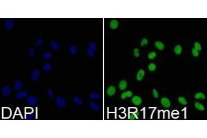 Immunofluorescence analysis of 293T cell using H3R17me1 antibody. (Histone 3 抗体  (H3R17me))
