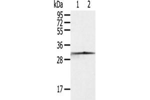 Western Blotting (WB) image for anti-Caspase 3 (CASP3) antibody (ABIN2427570) (Caspase 3 抗体)