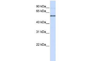 WB Suggested Anti-ESRRB Antibody Titration:  0. (ESRRB 抗体  (N-Term))