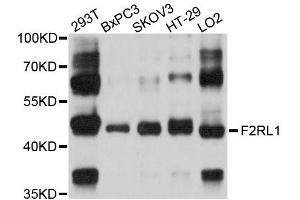 Western blot analysis of extracts of various cell lines, using F2RL1 antibody (ABIN5996470) at 1/1000 dilution. (F2RL1 抗体)