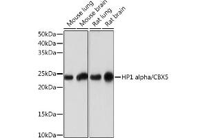 Western blot analysis of extracts of various cell lines, using HP1 alpha/CBX5Rabbit mAb (ABIN1678748, ABIN3018030, ABIN3018031 and ABIN7101571) at 1:1000 dilution. (CBX5 抗体)