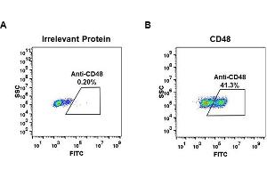 Expi 293 cell line transfected with irrelevant protein (left) and human CD48 (right) were surface stained with Rabbit anti-CD48 monoclonal antibody 1 μg/mL (clone: DM43) followed by Alexa 488-conjugated anti-rabbit IgG secondary antibody. (Recombinant CD48 抗体  (AA 27-220))