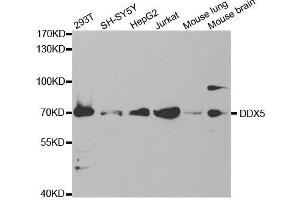 Western blot analysis of extracts of various cell lines, using DDX5 antibody. (DDX5 抗体)