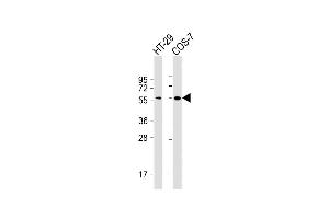 All lanes : Anti-TP53 Antibody (N-term) at 1:2000 dilution Lane 1: HT-29 whole cell lysate Lane 2: COS-7 whole cell lysate Lysates/proteins at 20 μg per lane. (p53 抗体)