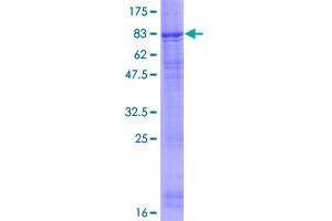 Image no. 1 for F-Box and Leucine-Rich Repeat Protein 7 (FBXL7) (AA 1-491) protein (GST tag) (ABIN1353760) (FBXL7 Protein (AA 1-491) (GST tag))