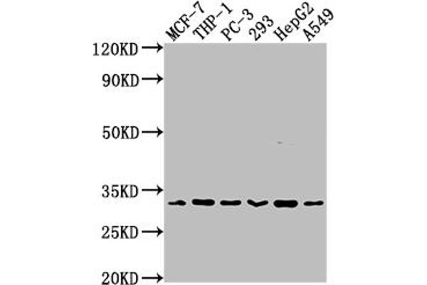 Recombinant CD8 alpha 抗体