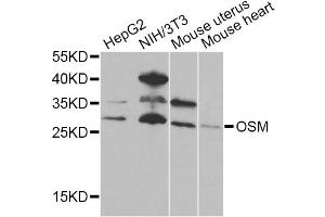 Western blot analysis of extracts of various cell lines, using OSM Antibody (ABIN5975006) at 1/1000 dilution. (Oncostatin M 抗体)