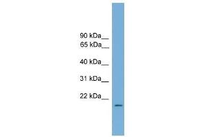 Western Blot showing RLN1 antibody used at a concentration of 1. (Relaxin 1 抗体  (Middle Region))