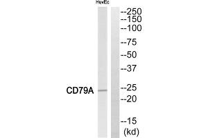 Western blot analysis of extracts from HuvEc cells, using CD79A antibody. (CD79a 抗体  (Internal Region))