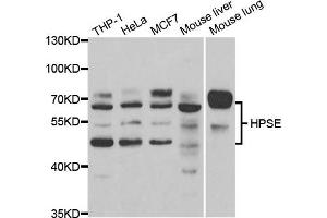 Western blot analysis of extracts of various cell lines, using HPSE antibody. (HPSE 抗体)