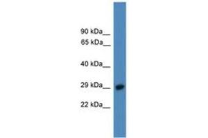 Image no. 1 for anti-Proteasome (Prosome, Macropain) 26S Subunit, Non-ATPase, 9 (PSMD9) (C-Term) antibody (ABIN6745293) (PSMD9 抗体  (C-Term))