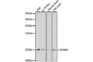 Western blot analysis of extracts of various cell lines, using PFDN5 antibody (ABIN6291633) at 1:3000 dilution. (PFDN5 抗体)