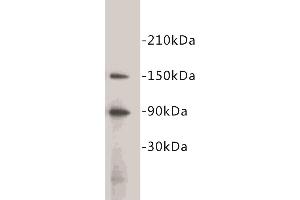 Western Blotting (WB) image for anti-CD34 (CD34) (C-Term) antibody (ABIN1854859) (CD34 抗体  (C-Term))