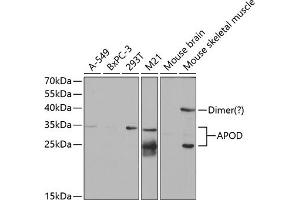 Western blot analysis of extracts of various cell lines, using APOD antibody (ABIN6127443, ABIN6137014, ABIN6137016 and ABIN6220914) at 1:1000 dilution. (Apolipoprotein D 抗体  (AA 21-189))