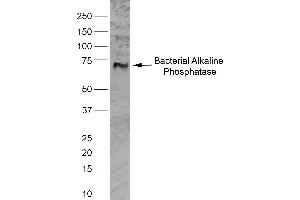 Western Blotting (WB) image for anti-Alkaline Phosphatase (ALP) antibody (ABIN2477353) (Alkaline Phosphatase 抗体)