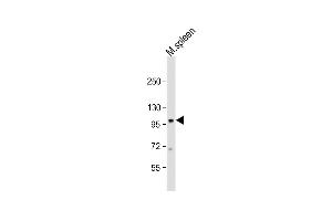 Anti-Mouse Nod1 Antibody (Center) at 1:1000 dilution + mouse spleen lysate Lysates/proteins at 20 μg per lane. (NOD1 抗体  (AA 556-584))