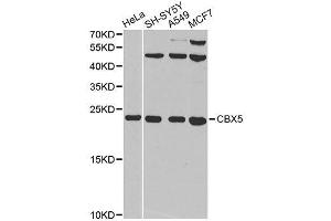 Western blot analysis of extracts of various cell lines, using CBX5 antibody. (CBX5 抗体  (AA 1-191))
