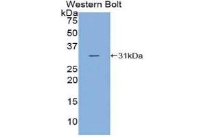 Western Blotting (WB) image for anti-Complement C2 (AA 245-451) antibody (ABIN1858186) (Complement C2 抗体  (AA 245-451))