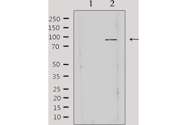 AKAP3 抗体  (Internal Region)