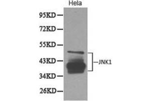 Western Blotting (WB) image for anti-Mitogen-Activated Protein Kinase 8 (MAPK8) antibody (ABIN1873630) (JNK 抗体)