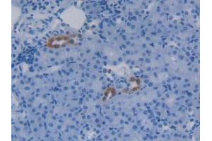 IHC-P analysis of Mouse Kidney Tissue, with DAB staining. (APOC4 抗体  (AA 28-124))