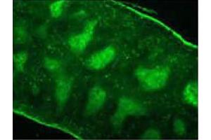 Frozen mouse splenic section was stained Rat Anti-Mouse CD3ε-FITC (CD3 epsilon 抗体  (FITC))