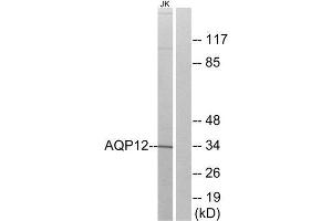 Western Blotting (WB) image for anti-Aquaporin 12A (AQP12A) (C-Term) antibody (ABIN1850792) (Aquaporin 12A 抗体  (C-Term))