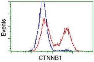 Image no. 3 for anti-Catenin (Cadherin-Associated Protein), beta 1, 88kDa (CTNNB1) antibody (ABIN1496896) (CTNNB1 抗体)