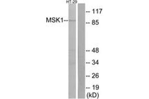 Western Blotting (WB) image for anti-Ribosomal Protein S6 Kinase, 90kDa, Polypeptide 5 (RPS6KA5) (AA 343-392) antibody (ABIN2889029) (MSK1 抗体  (AA 343-392))