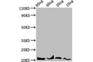 Western Blot Positive WB detected in Recombinant protein All lanes: LEP antibody at 4. (Leptin 抗体  (AA 22-167))