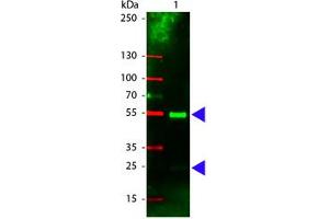 Image no. 1 for Rabbit anti-Pig IgG (Whole Molecule) antibody (Rhodamine) (ABIN301120) (兔 anti-Pig IgG (Whole Molecule) Antibody (Rhodamine))