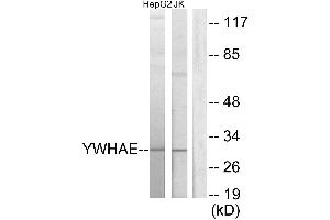 Western blot analysis of extracts from HepG2 cells and Jurkat cells, using 14-3-3 ε antibody. (YWHAE 抗体)